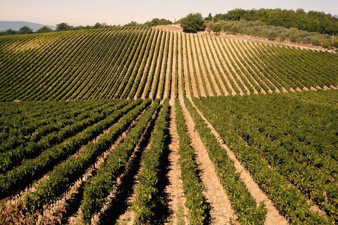 Private Tour: Chianti Winery, Montefioralle, and Greve in Chianti - Itinerary Highlights