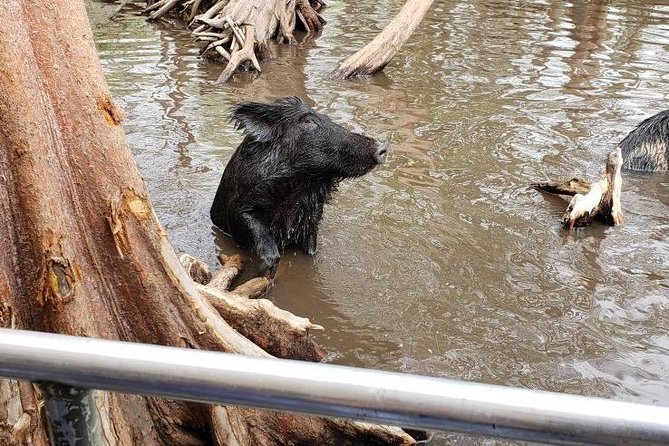 Private Tour of the Honey Island Swamp - Tour Overview