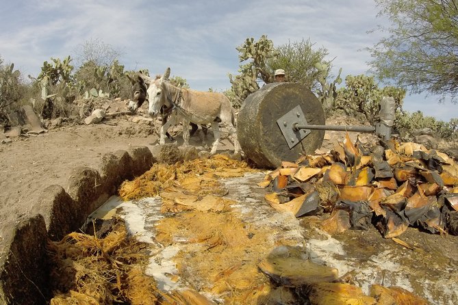 Private Tour of the Mezcal Route With Ancestral Drinks