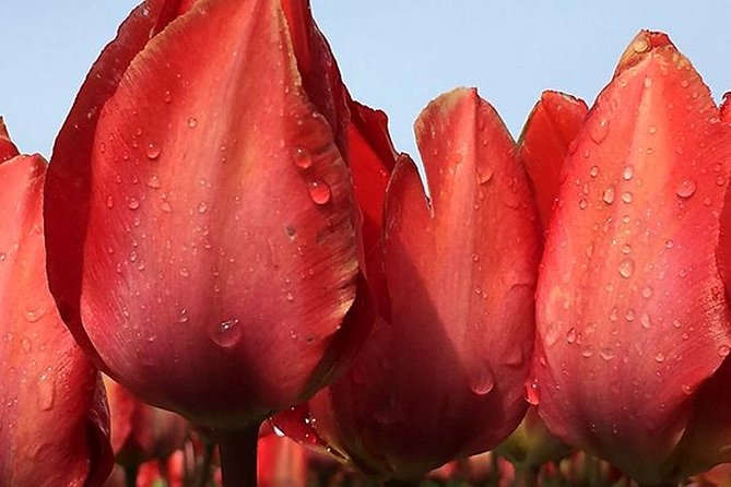 Private Tour to Keukenhof Gardens With Guide - Full Day Tour From Amsterdam - Tour Overview and Details