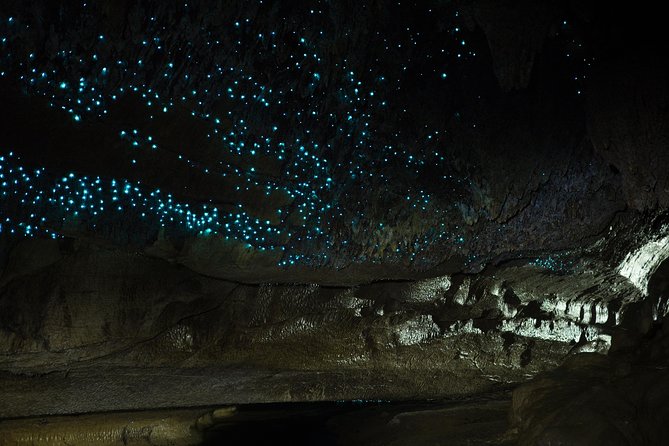 Private Waitomo Caves Tour – Auckland Tour House