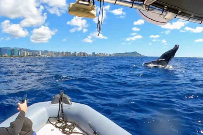 Private Whale Watching Adventure