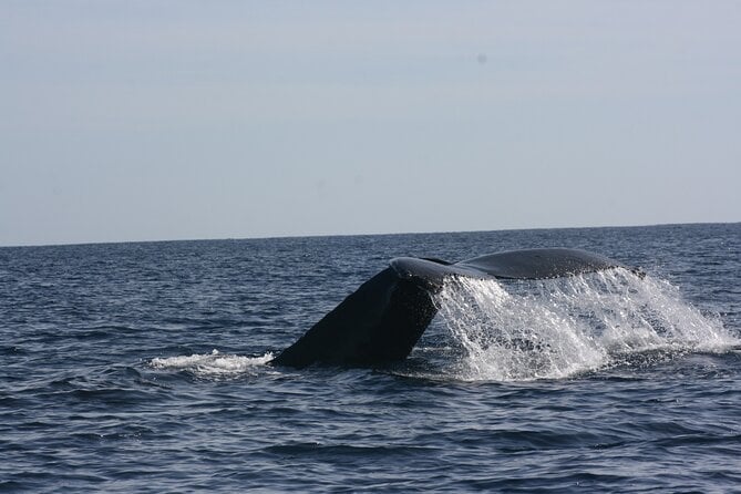 Private Whale Watching In San José Del Cabo