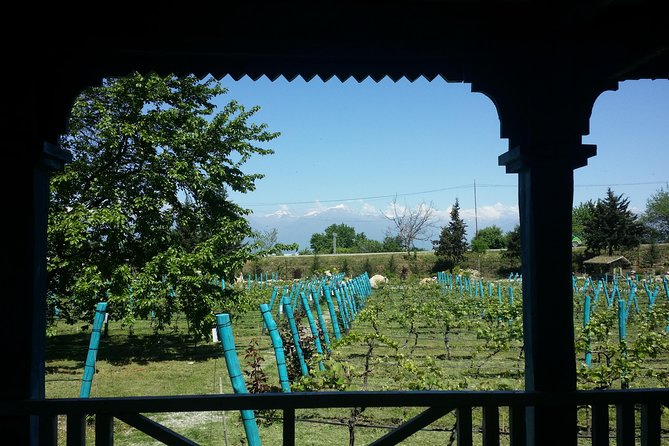 Private Wine Tour to Kakheti From Tbilisi