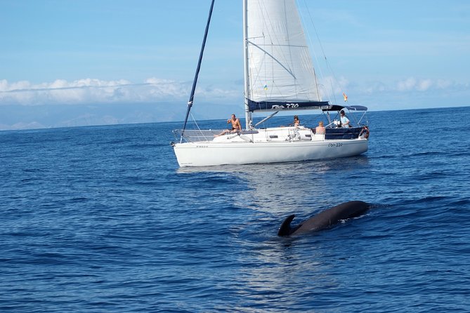 Private Yacht Tour With Whale and Dolphin Watching 33 Foot Boat