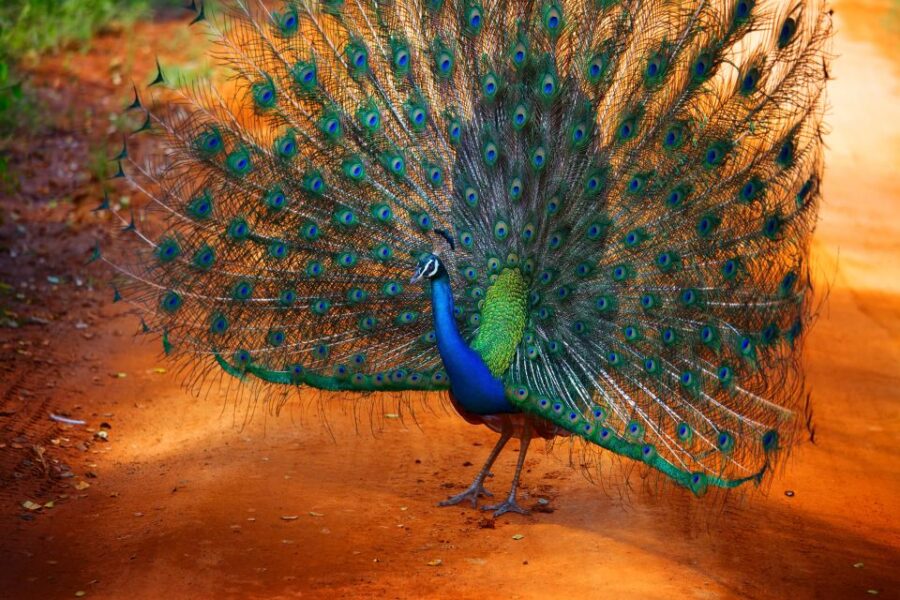 Private Yala National Park Safari Full Day Tour With Lunch
