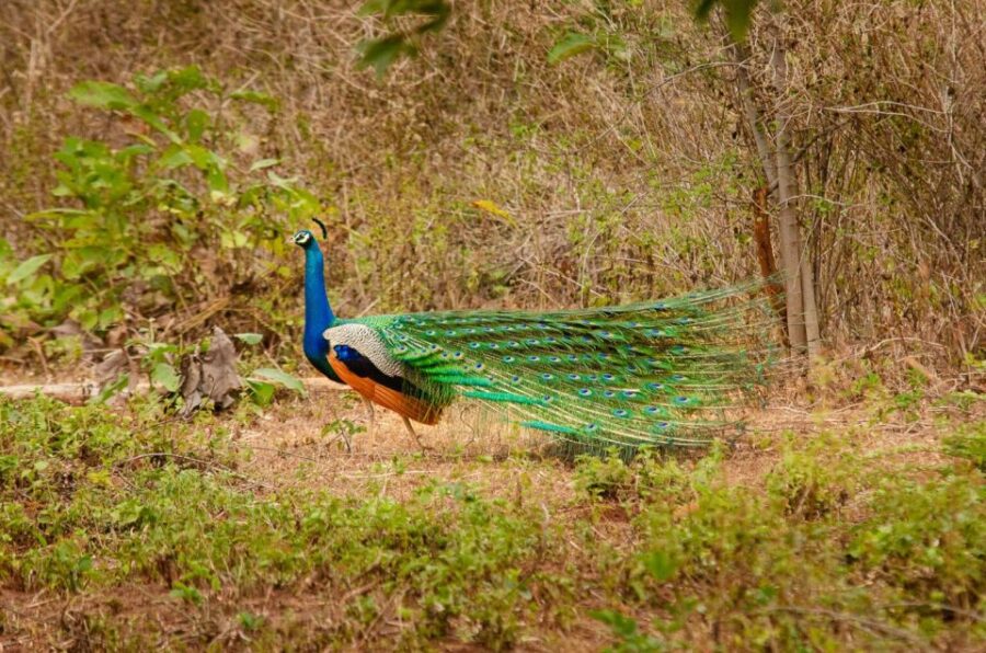 Private Yala National Park Wildlife Safari From Hambantota - Activity Overview