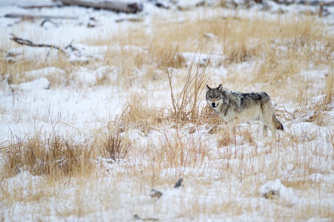 Private Yellowstone Winter Wolf Watching and Wildlife Safari - Tour Overview