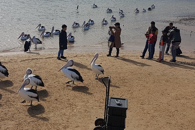 Pure Nature - Phillip Island, Penguins & Exclusive Wildlife Sanctuary Encounter - Transportation Amenities and Comfort