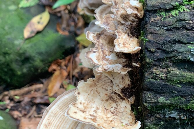 Rainforest River Nature Walk Adventure and Luquillo Beach - Inclusions and Requirements