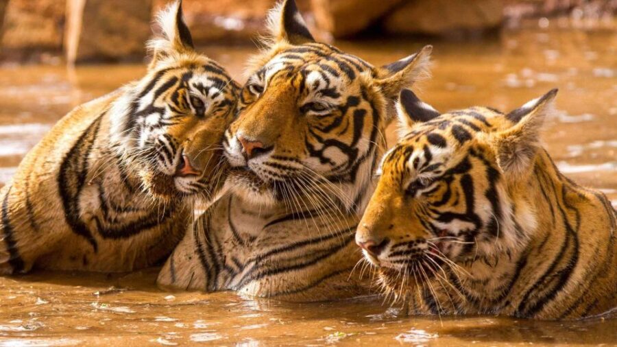 Rajasthan Wildlife Tour - Tour Overview and Pricing