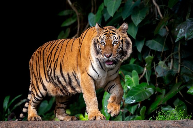 Ranthambore Tiger Reserve Day Trip From Jaipur All Inclusive - Trip Overview