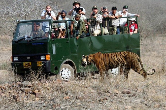 Ranthambore Wildlife Safari With Tickets & Transfer Options