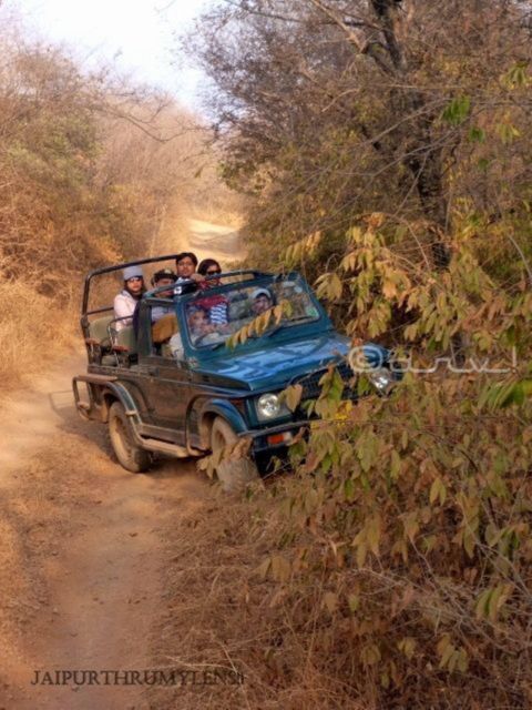 Ranthambore Wildlife (Tiger Safari)Full Day Tour From Jaipur - Tour Overview