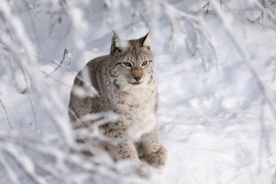 Ranua Wildlife Park Day: Visit the Arctic Animals - Pickup Locations and Schedule
