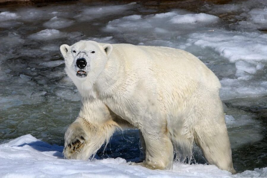 Ranua: Wildlife Park Tour - Experience Highlights