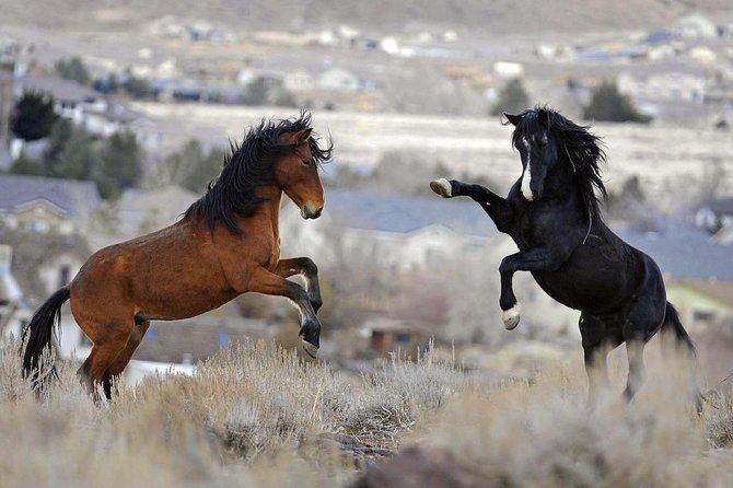 Red Canyon Wild Mustang Van or Bus Tours For Large Groups 5 PM