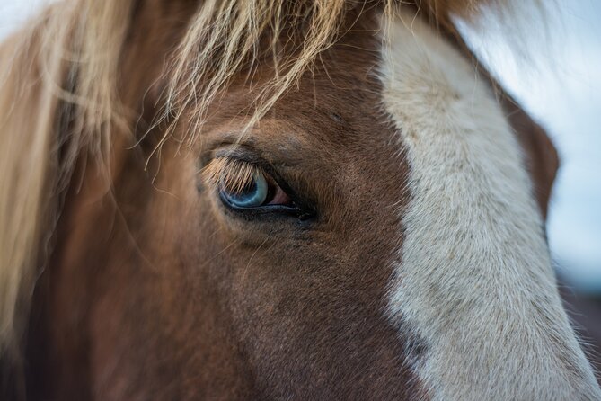 Red Lava Horse Riding Tour From Reykjavik - Tour Overview