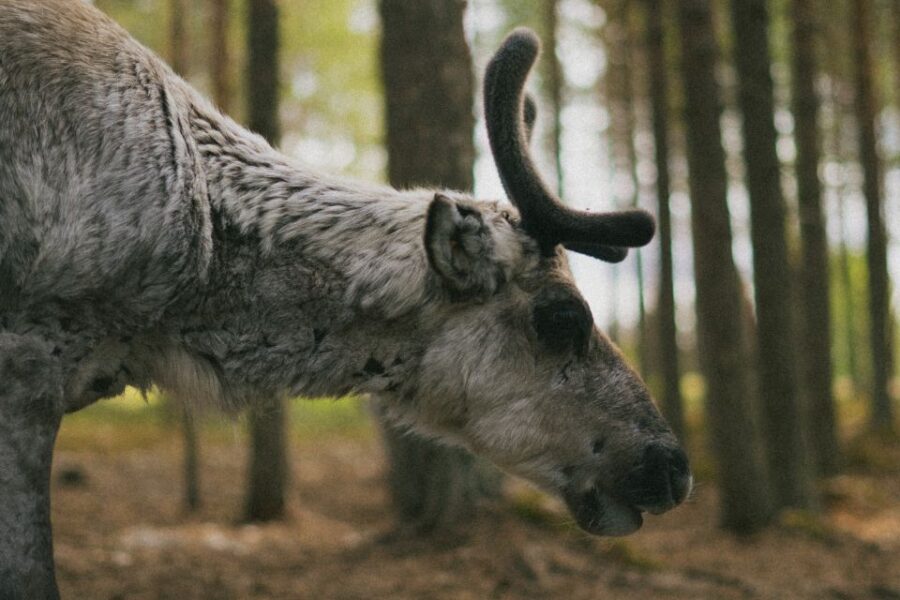 Reindeer Farm Visit With Professional Photographer