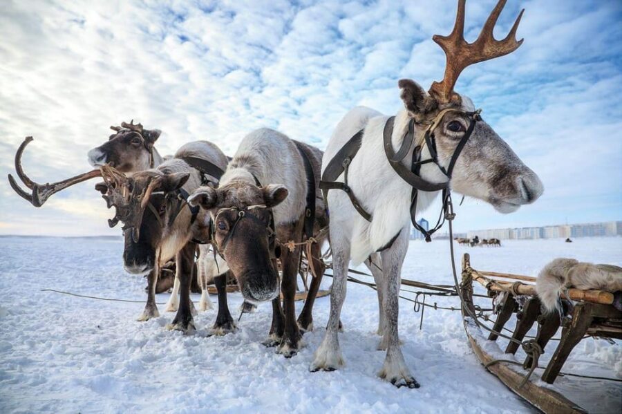 Reindeer Sledding Tour and Visit to the Husky Kennel
