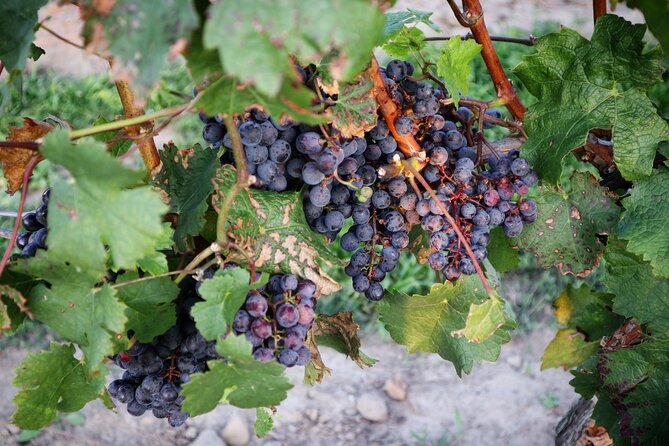 Relaxing Afternoon Wine Tour Through Niagaras Wine Country - Explore Niagaras Wine-Making Heritage
