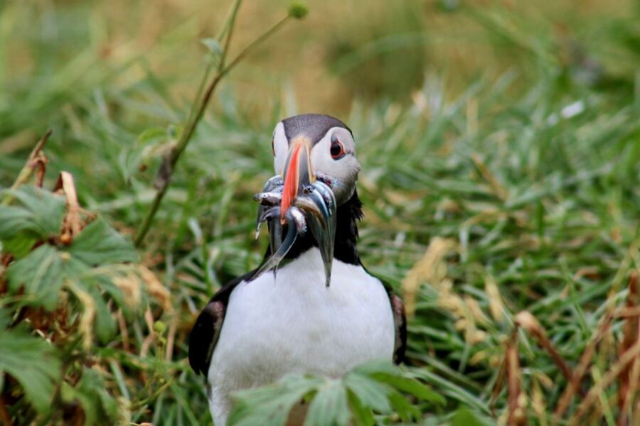 Reykjavik: 1-Hour Puffin Watching Tour - Tour Overview
