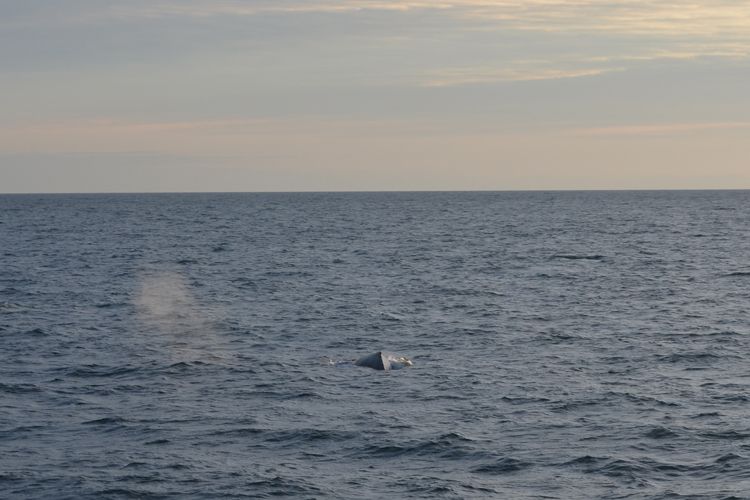 Reykjavik: Midnight Sun Whale Watching Tour