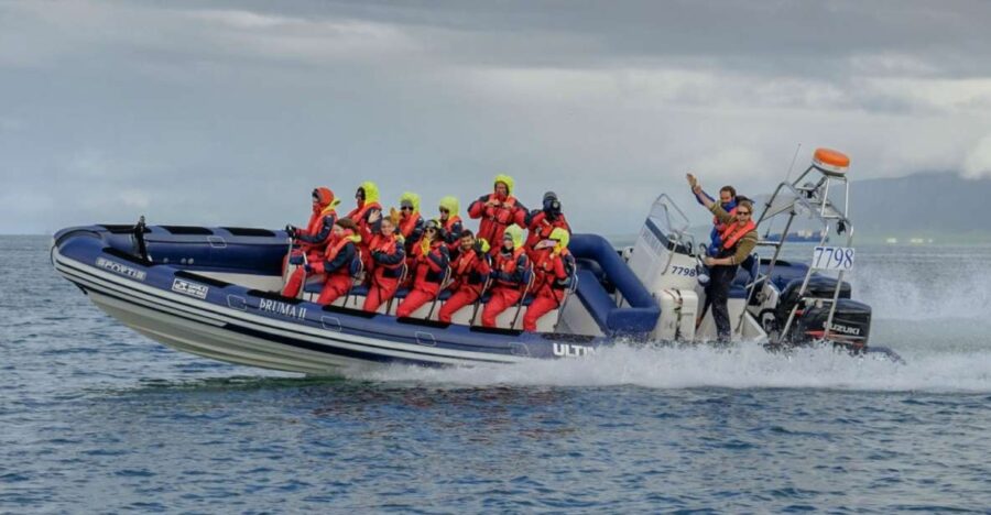 Reykjavik: Premium Whale Watching With Flexible Ticket