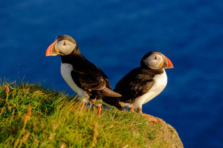 Reykjavik: Puffin Watching Tour