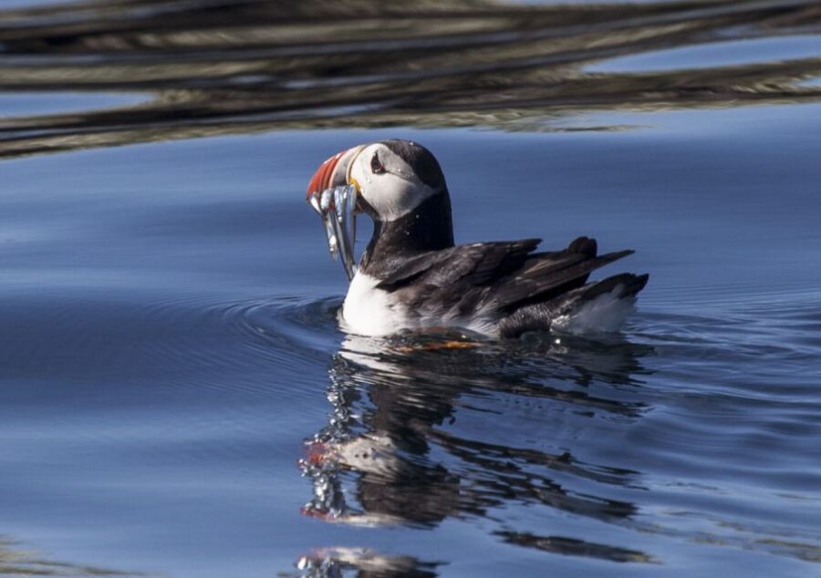 Reykjavik: Puffin Watching Tour by RIB Speedboat