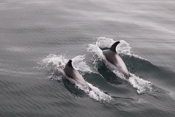 Reykjavik Shore Excursion: Whale-Watching Cruise
