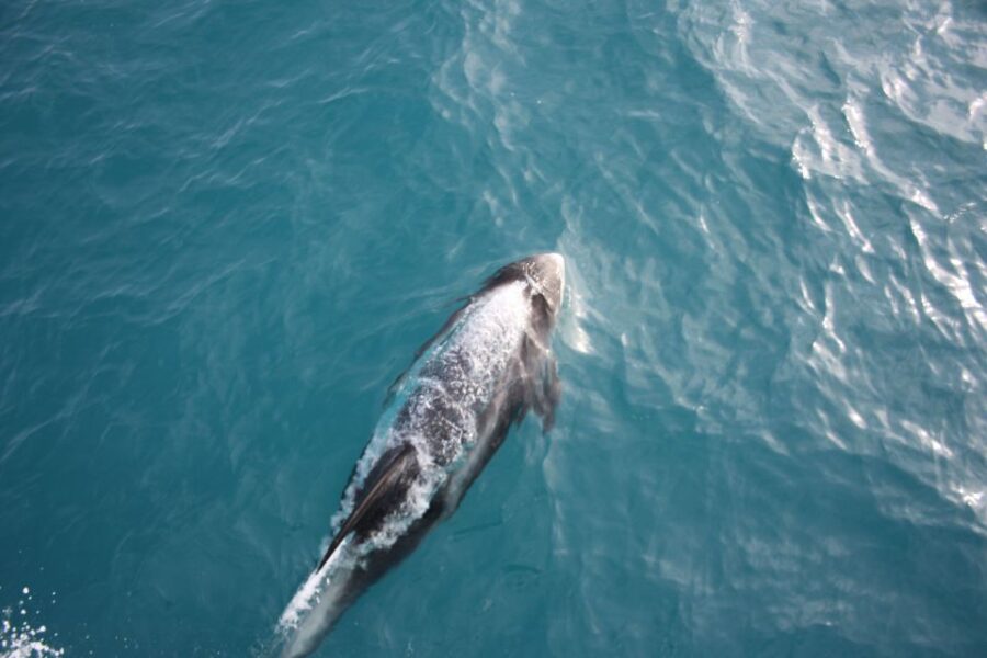 Reykjavik: Whale Watching in Faxaflói Bay & Live Lava Show - Overview of the Experience