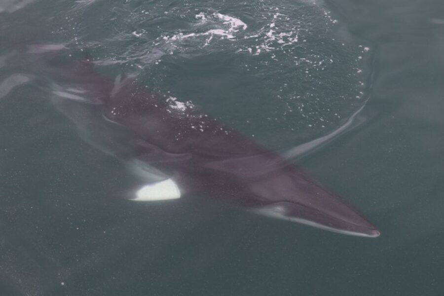 Reykjavik: Whale Watching Tour by RIB Boat