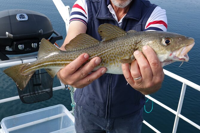 Reykjaviks Finest Catch: Guided Sea Angling Tour for All Levels