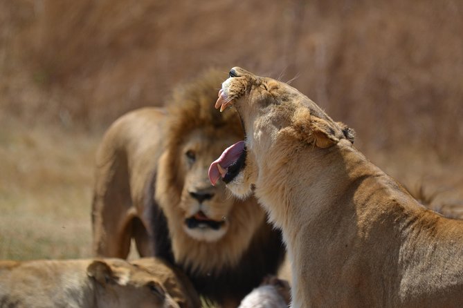 Rhino & Lion Park From Johannesburg