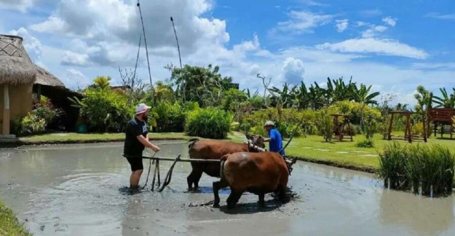 Rice Farming and Bali Village Life - Activity Overview