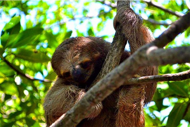 Roatan ATV Sightseeing, Sloth & Monkeys, Chocolate & Rum Factory - Tour Overview