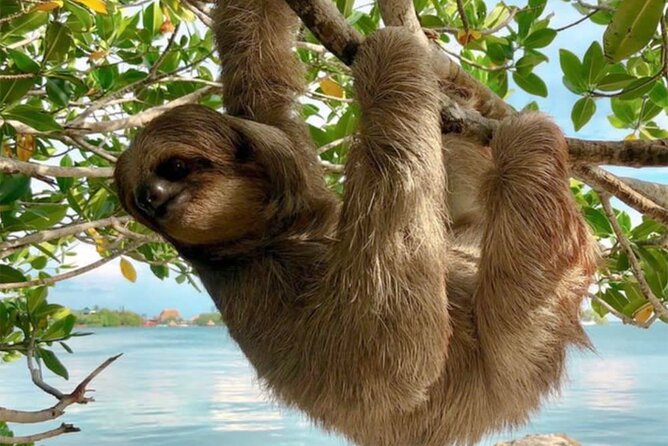 Roatan Island Tour: Monkeys,Sloths,Chocolate, Rum,Private Driver. - Meeting and Pickup Instructions