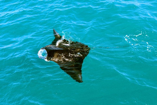 2 Best Dolphin Watching Tours In Broome