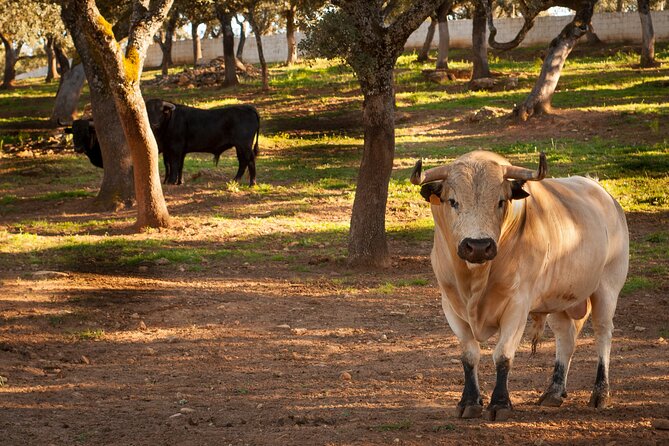 Ronda Nature Reserve Guided Tour