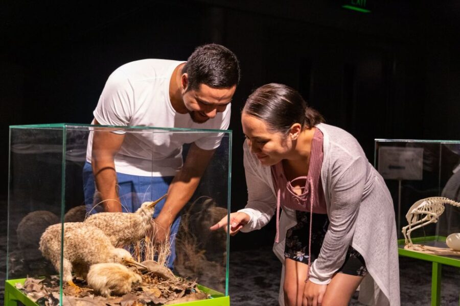 Rotorua: The National Kiwi Hatchery Tour