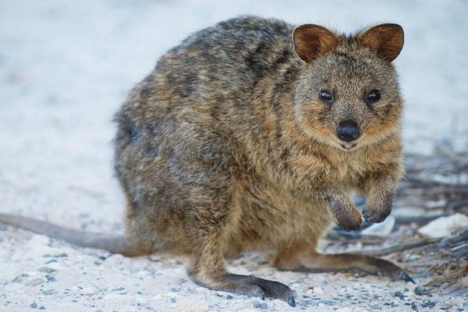 Rottnest Island All-Inclusive Grand Island Tour From Perth
