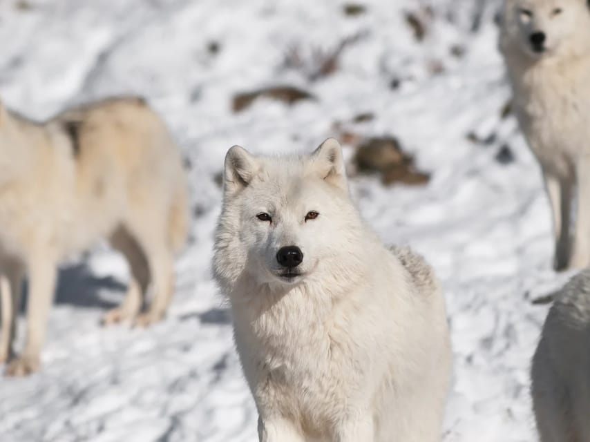 Rovaniemi: Arctic Animals Sleigh Rides and Wildlife Zoo - Tour Overview and Pricing