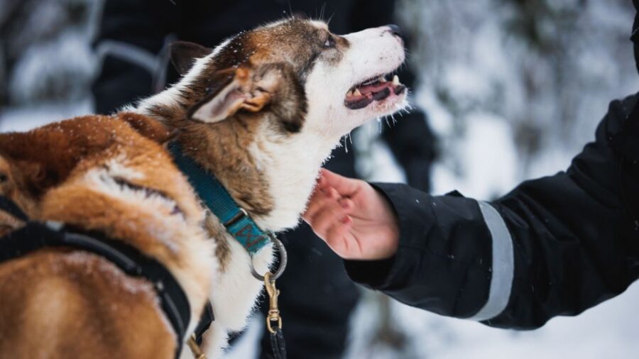Rovaniemi: Arctic Circle Highlights by Snowmobile