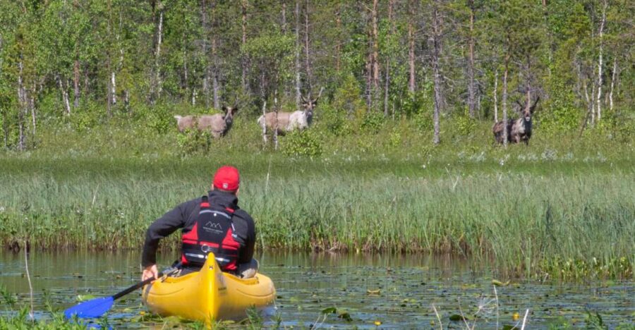Rovaniemi: Authentic Reindeer Farm & Canoeing - Experience Highlights