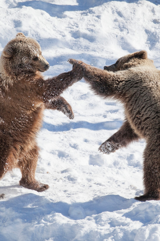 Rovaniemi: Day at Ranua Wildlife Park Arctic Zoo - Activity Overview