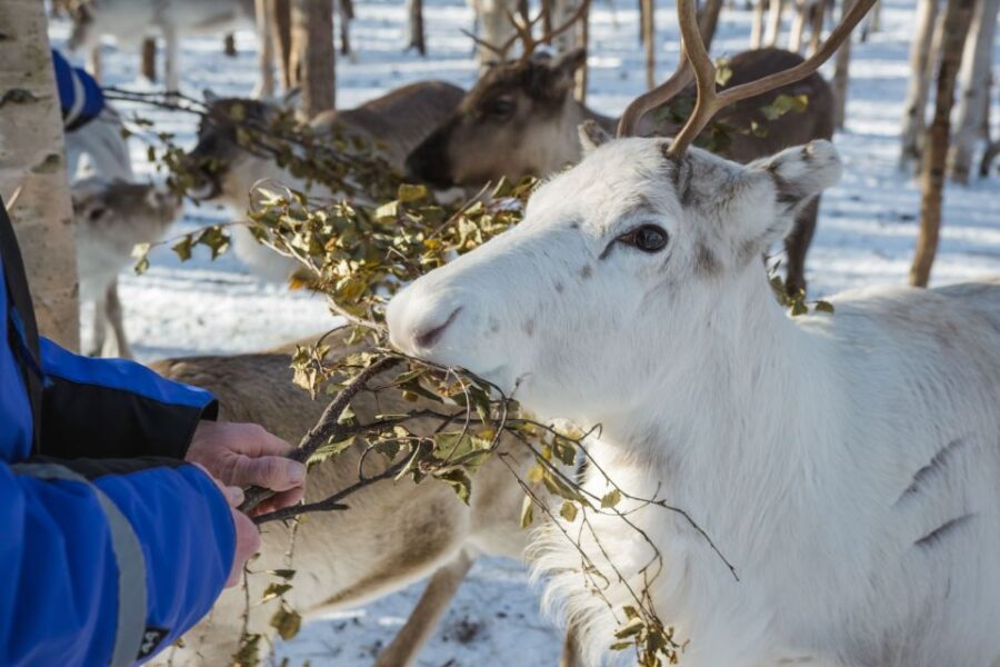 Rovaniemi: Evening Reindeer Safari - Price and Duration