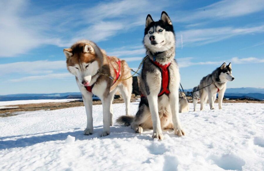 Rovaniemi: Family-Friendly Husky Sled Ride and Farm Visit