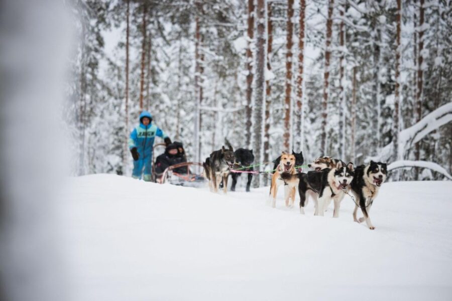 Rovaniemi: Husky Park and Reindeer Farm Combo - Experience Highlights