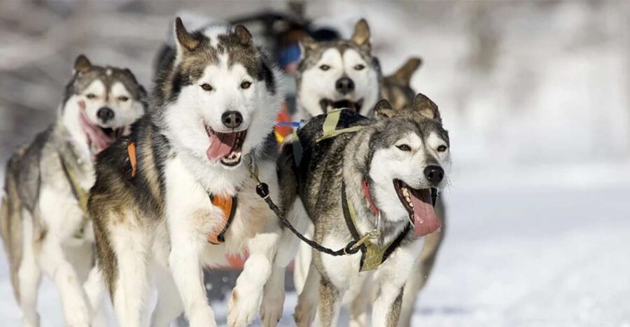 Rovaniemi: Husky Safari on a Snowy Trail
